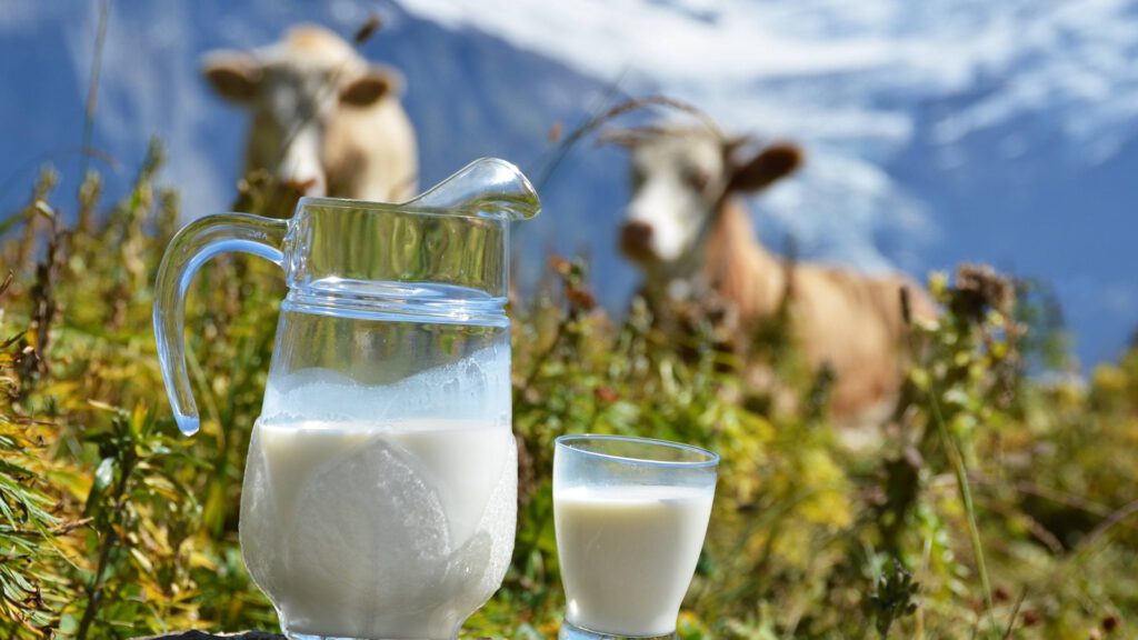 Ovos sem galinha e leite sem vacas: tudo sobre a fermentação de precisão