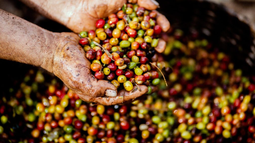 A segunda vida do café: produtos inovadores direto do cafezal