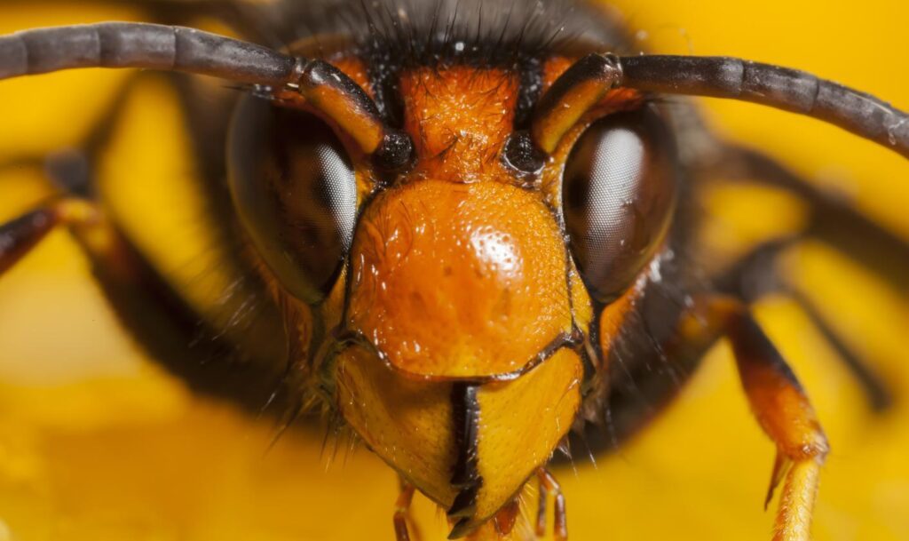 Tem um invasor no meu prato! E isso é bom para o planeta