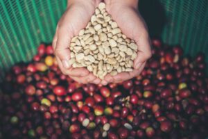 Infusões de café verde - Matérias primas vegetais