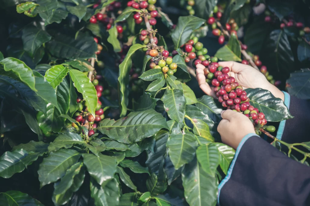 Café sobe em Nova York com início ruim de colheita no Brasil