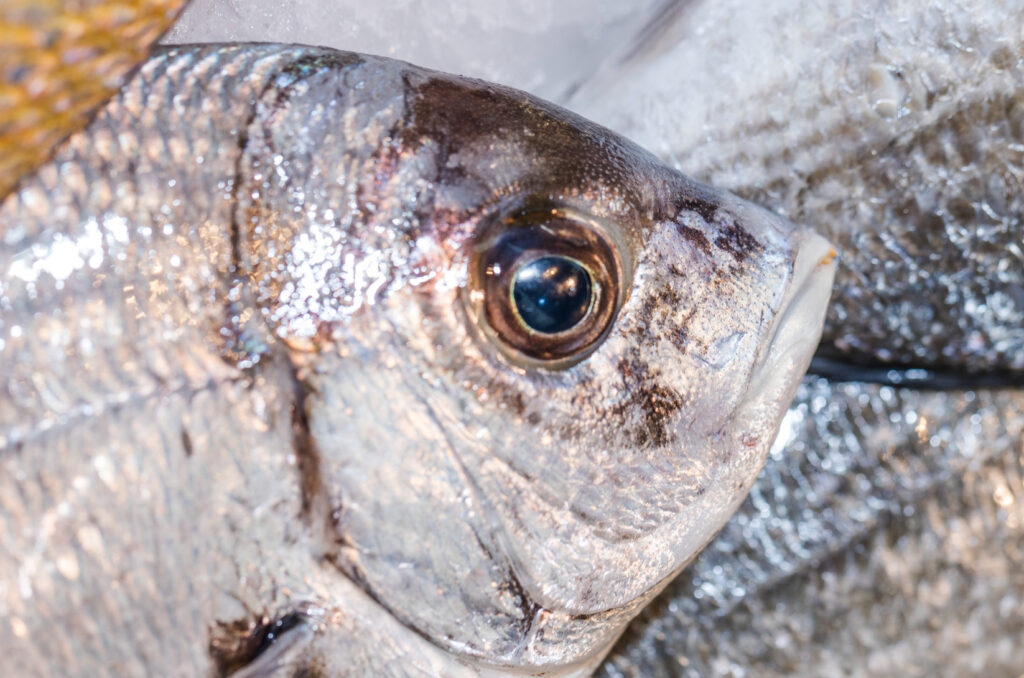 Upcycling de escamas de peixe vira bioplástico e ajuda a despoluir a água