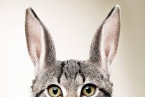 Gato por lebre